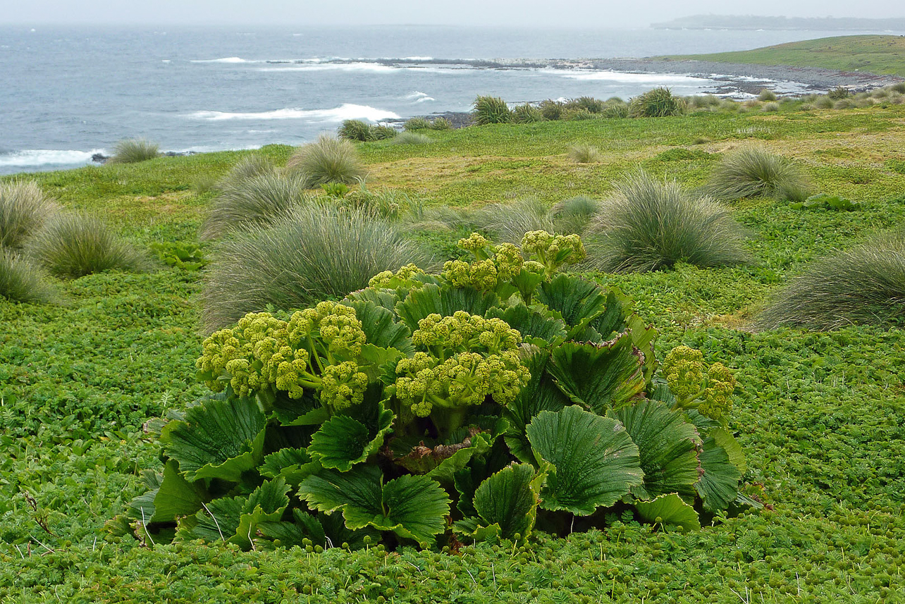 Macquarie Island Cabbage (Stilbocarpa polaris) at Enderby Island