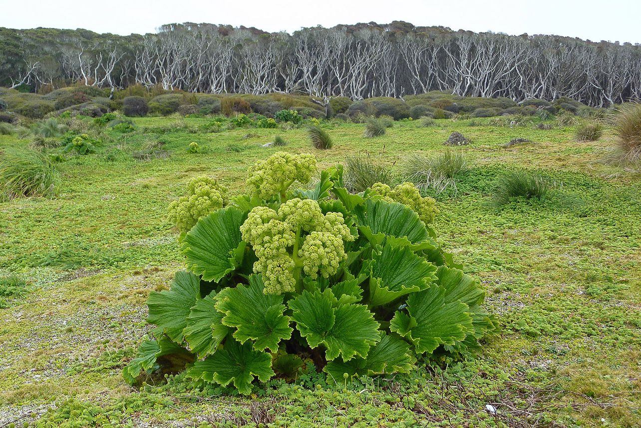 Macquarie Island Cabbage at Enderby Island. The dense Rata forest behind.