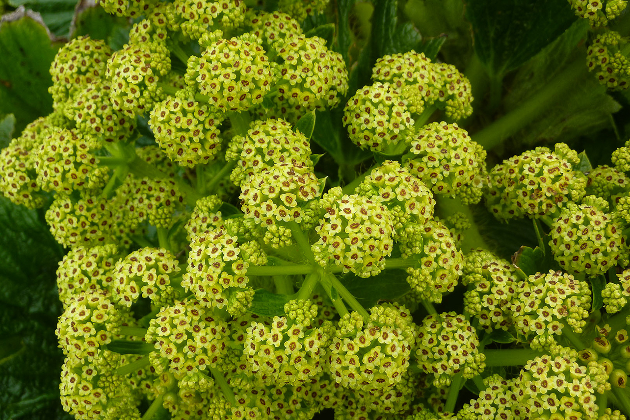 Macquarie Island Cabbage (Stilbocarpa polaris) at Enderby Island