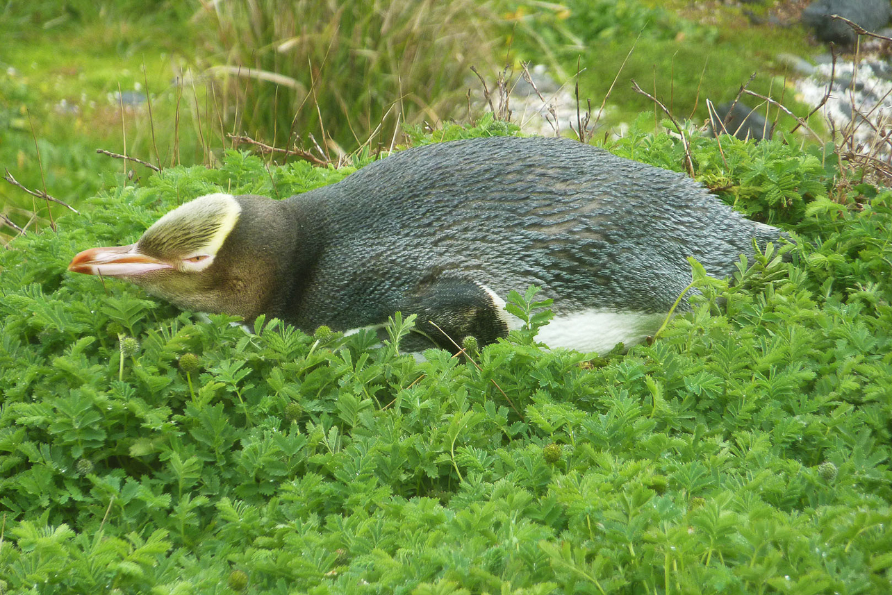 Yellow-eyed penguin at Enderby Island