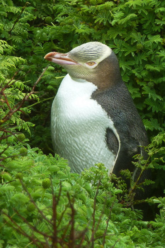 Yellow-eyed penguin (endemic to NZ and mainly to Auckland and Campbell Islands) at Enderby Island