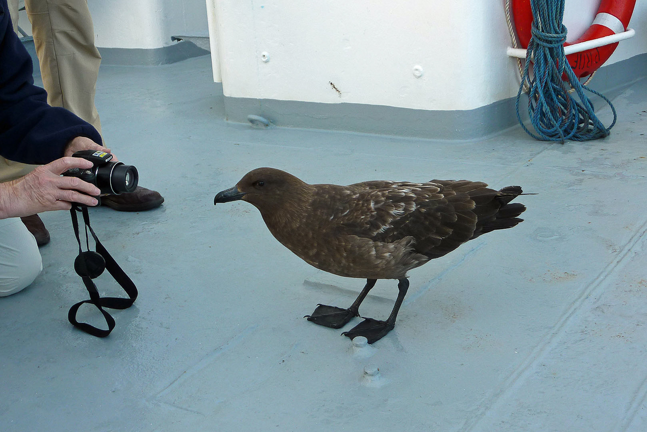 Subantarctic (Brown) Skua having a photo taken on the ship