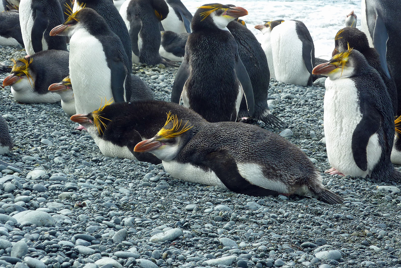 Royal penguins having a rest