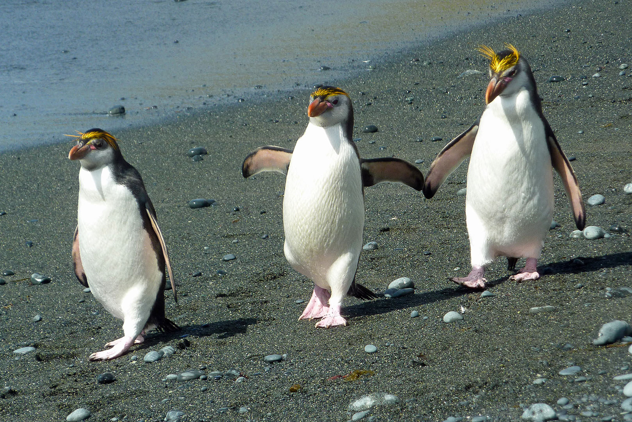 Royal penguins