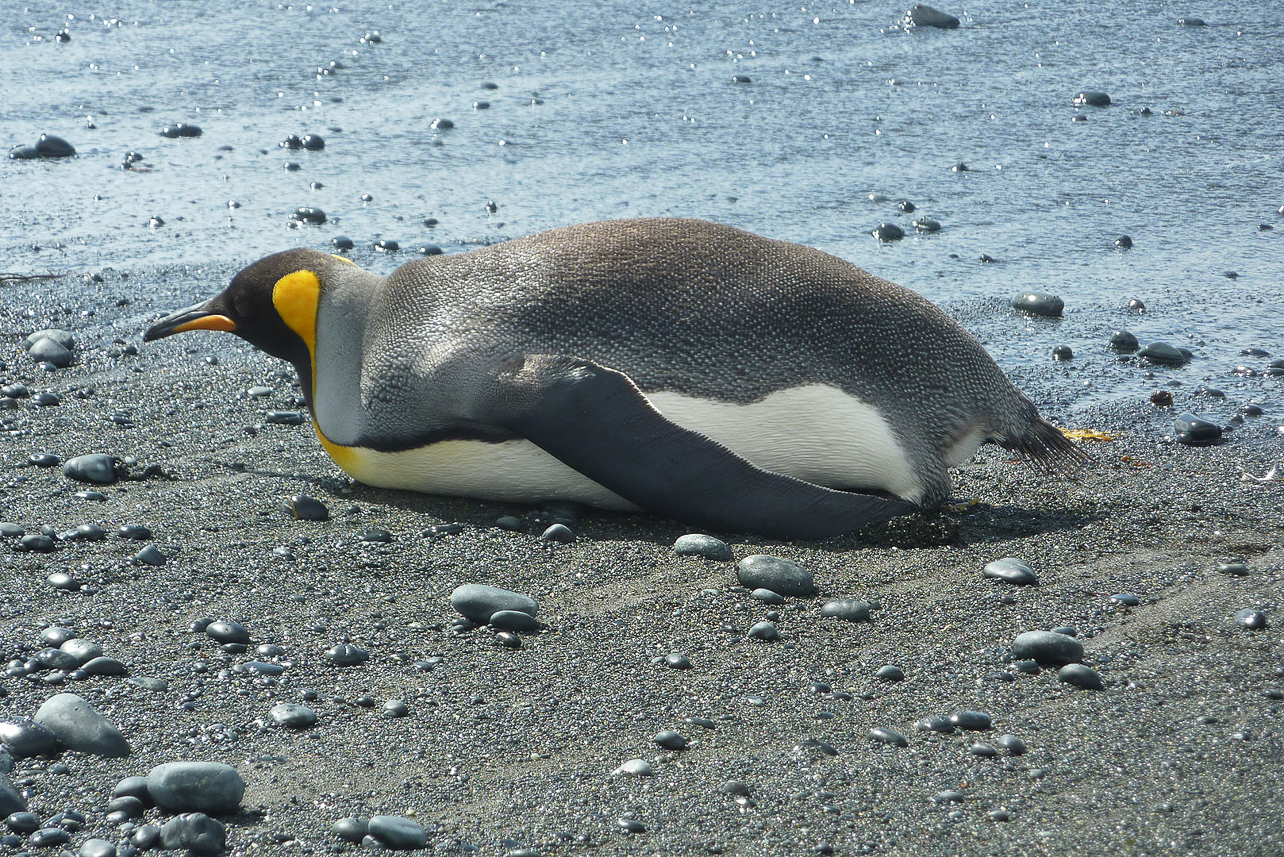 King penguin