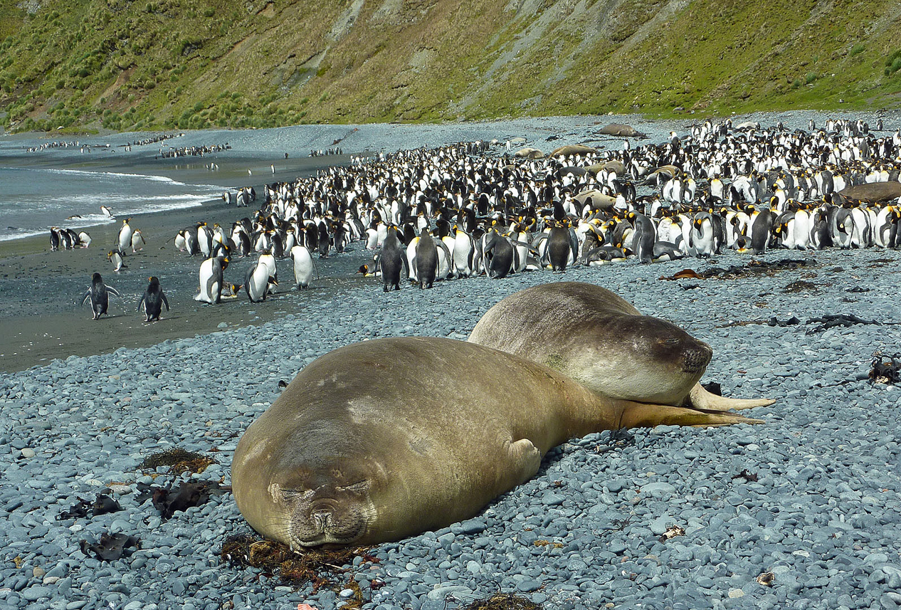 Elephant seals and penguins at Sandy Bay