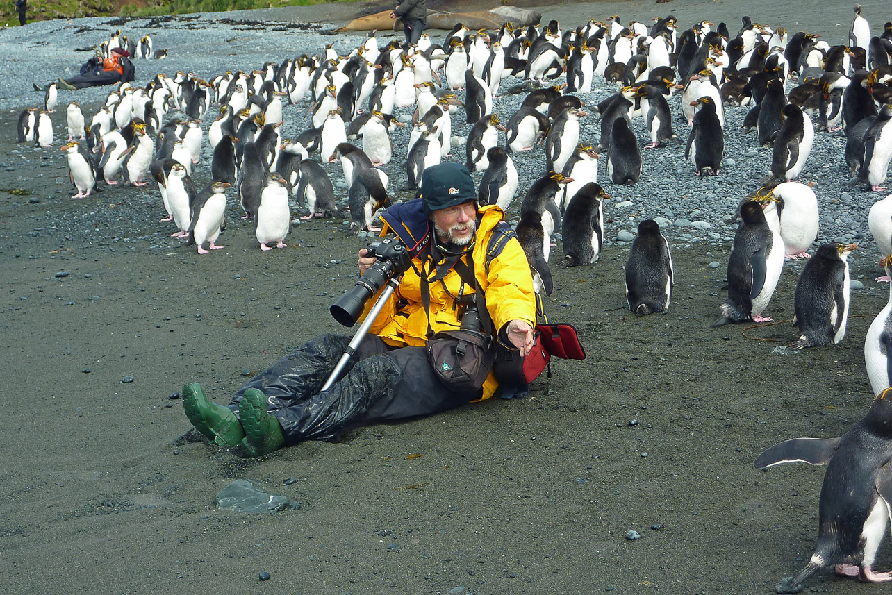 Mats and Royal penguins