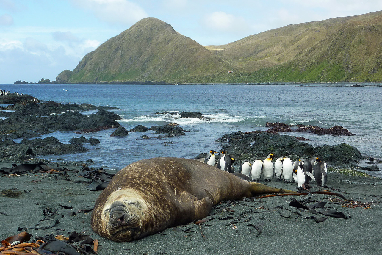 Elephant seal at Sandy Bay, Macquarie Island