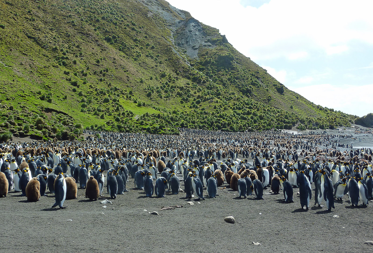 King penguin colony at northern part of Sandy Bay