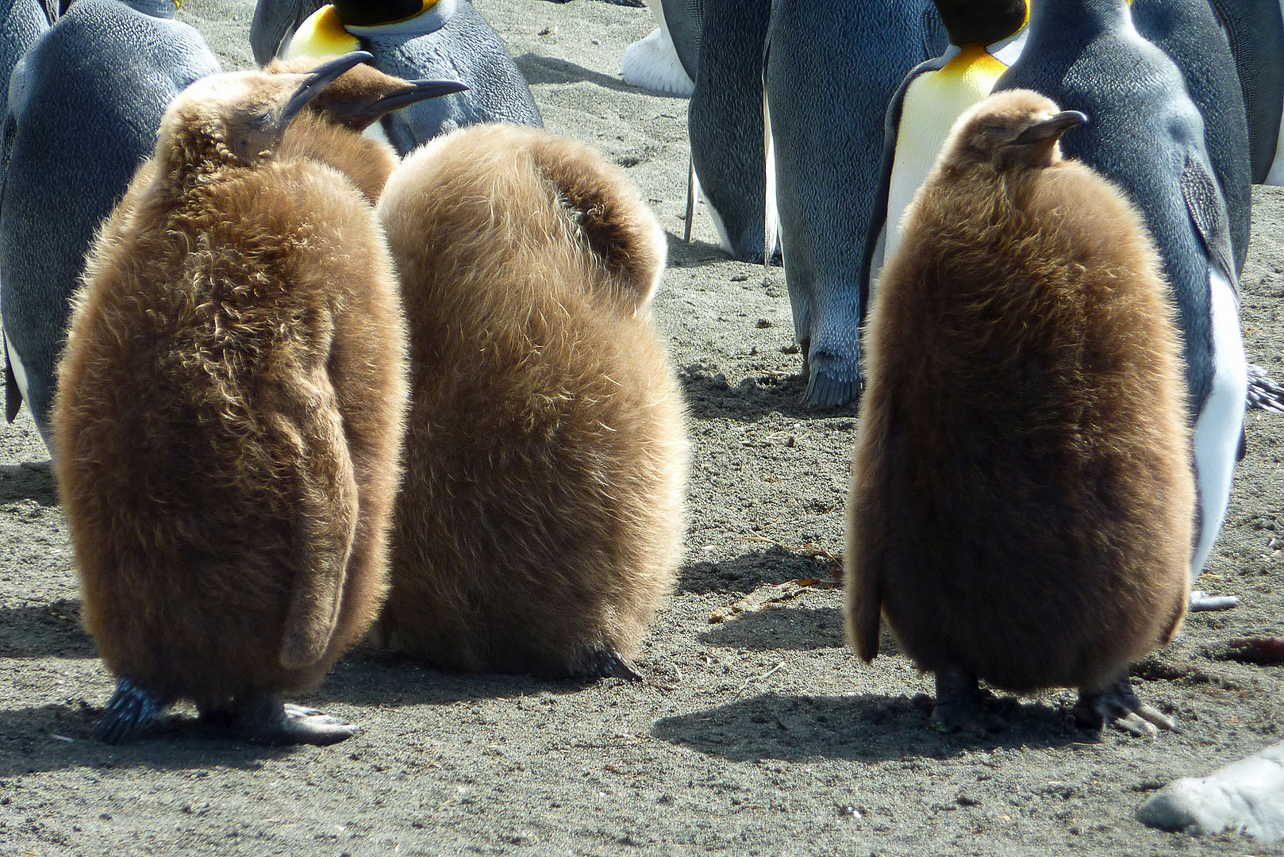 King penguin kids