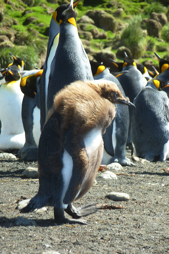 King penguin kid growing up, losing his brown feathers