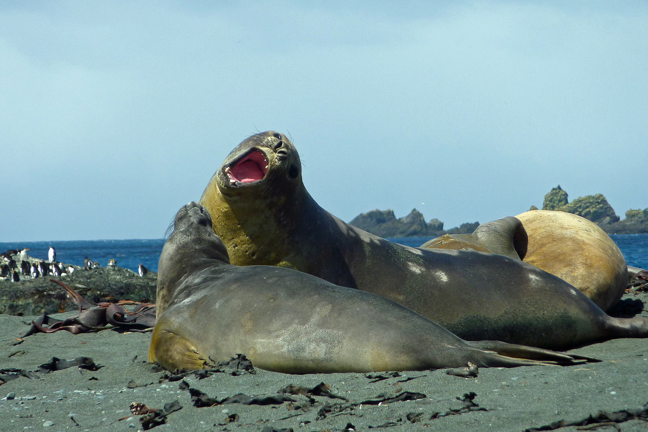 Elephant seals, youngsters at Sandy Bay