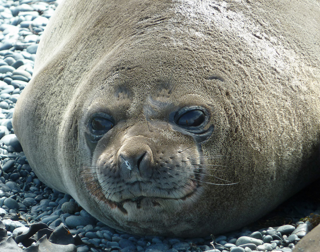 Young (around 5 weeks) elephant seal