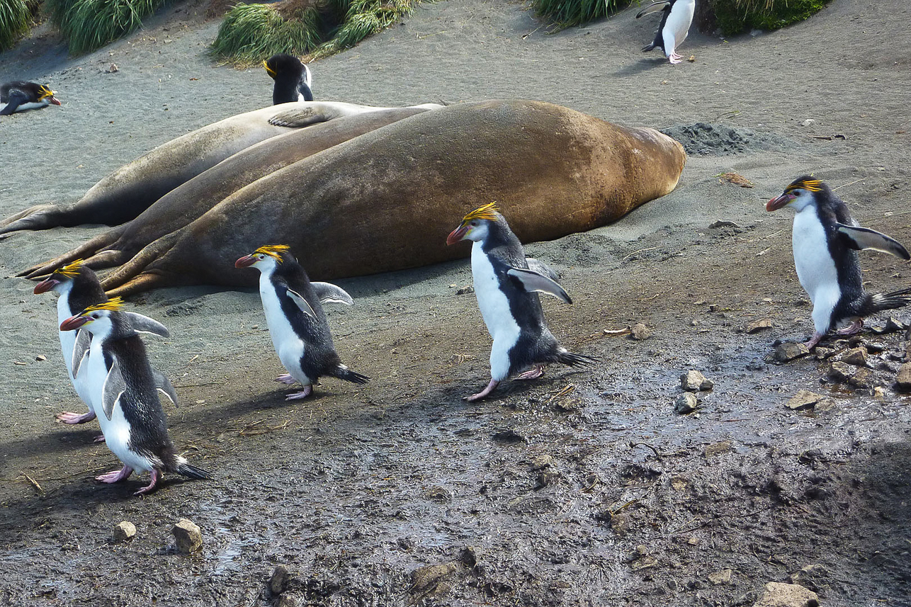 Royal penguins coming from their nests further up, on their way to the sea