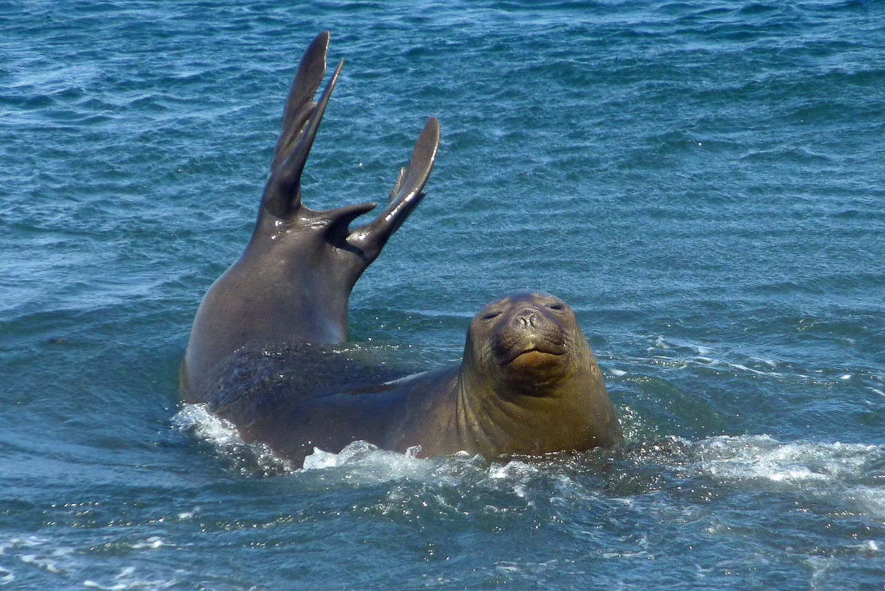 Elephant seal