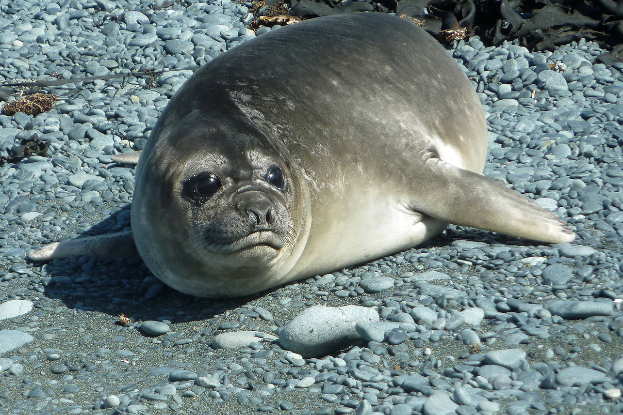 Young (around 5 weeks) elephant seal