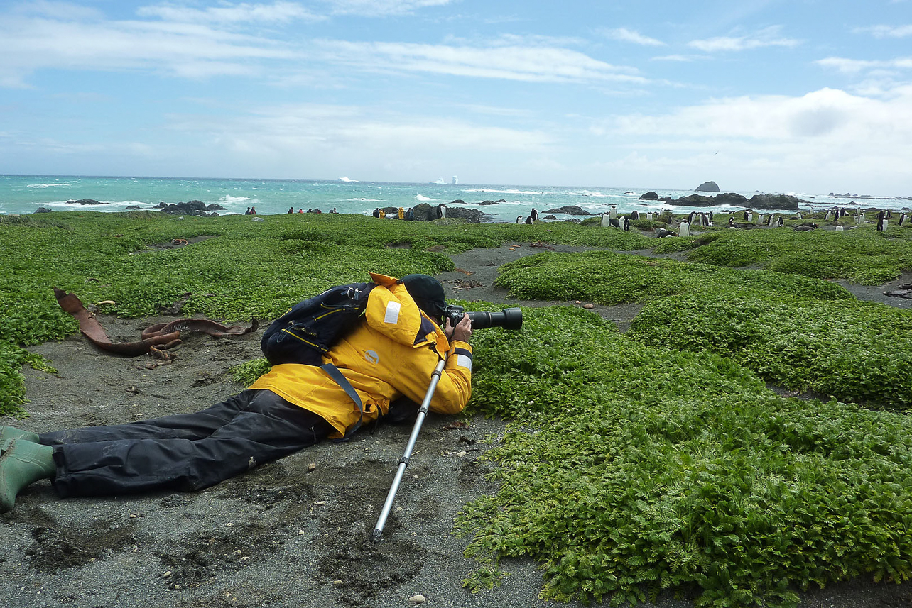 Mats at Macquarie Island