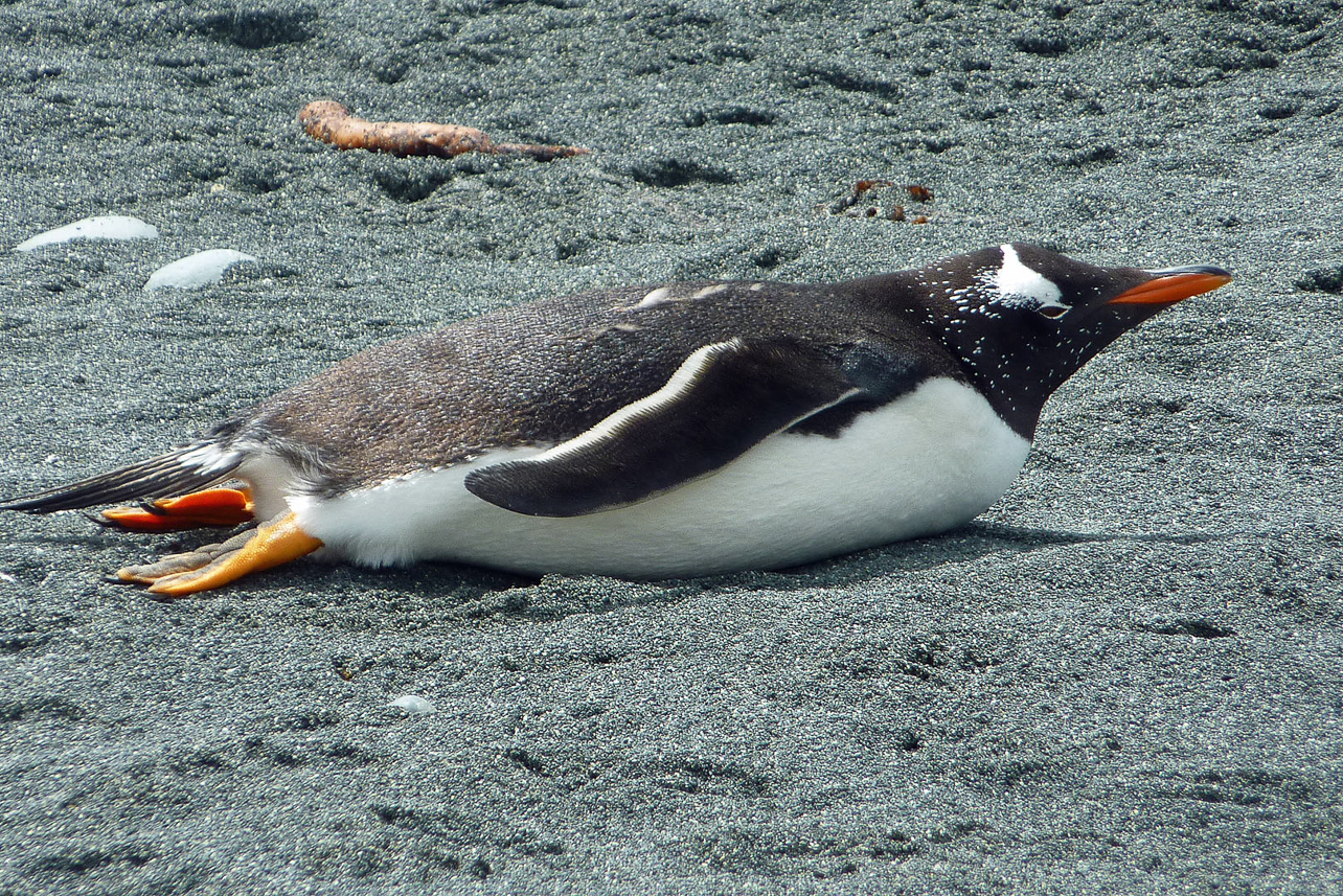 Gentoo penguin at the shore