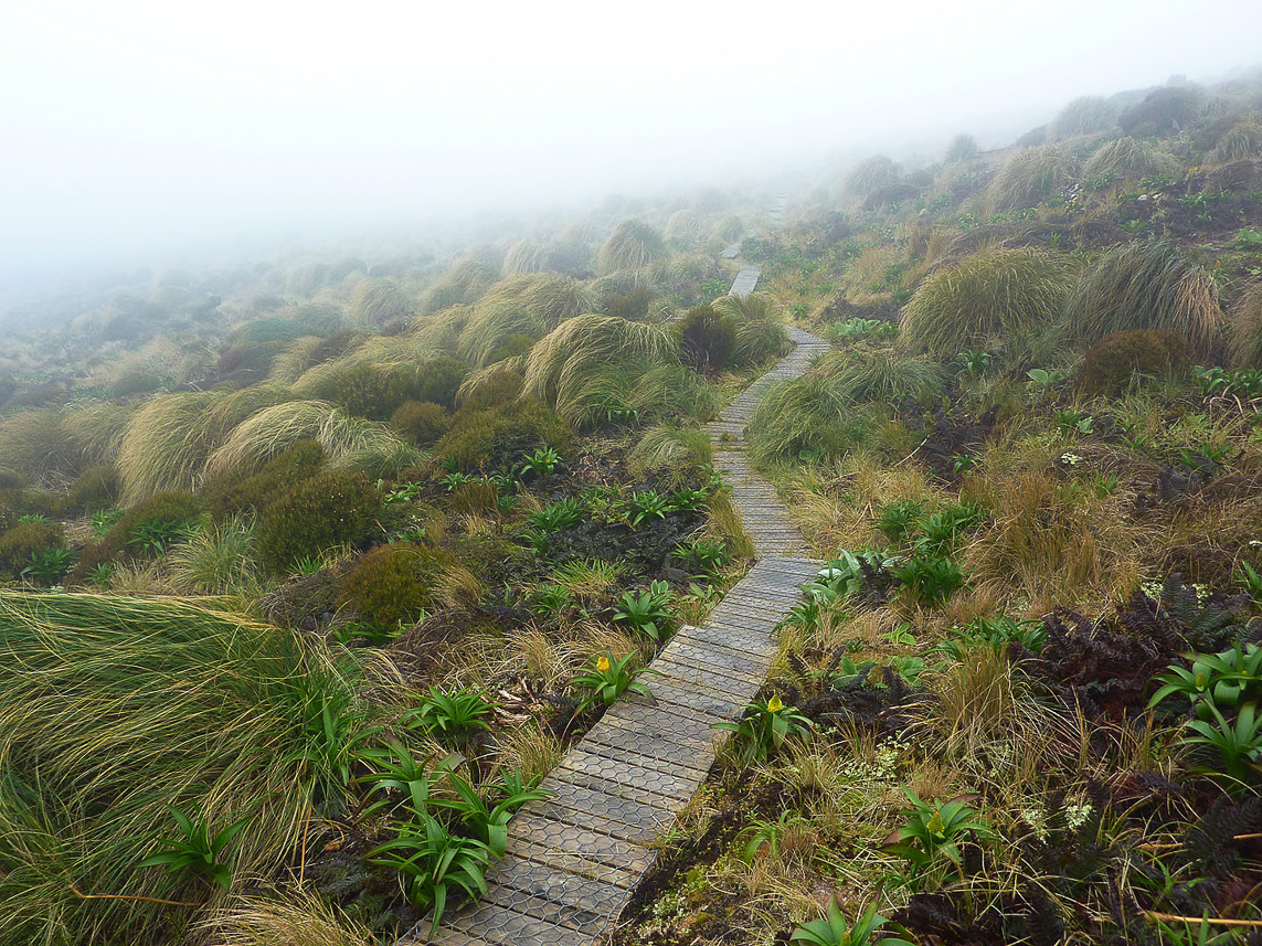 A three kilometer built lane in the sensitive landscape, Campbell Island