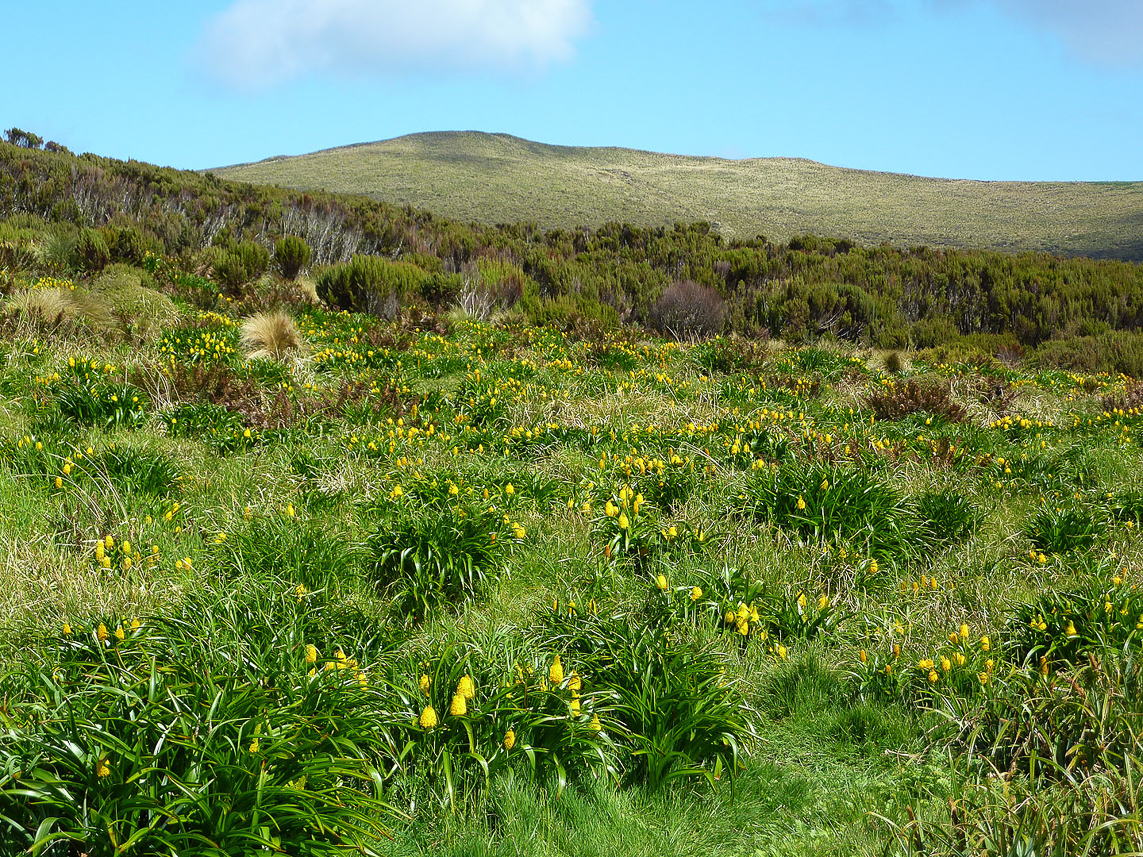 Bulbinella fields at Campbell Island