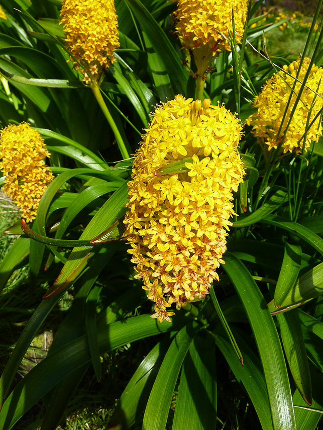 Bulbinella Rossii (Ross Lily)