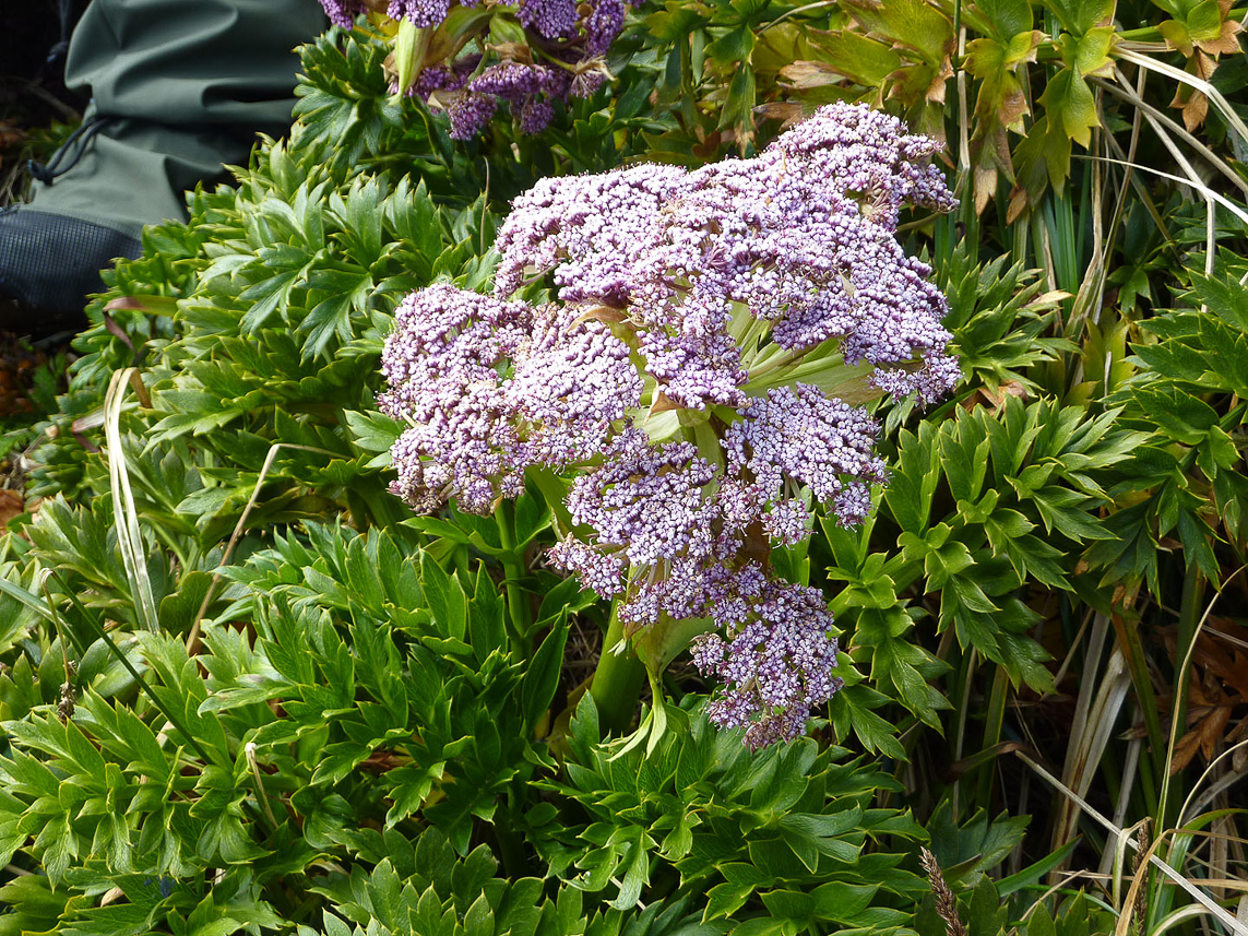 Campbell Island Carrot, Anisotome latifolia