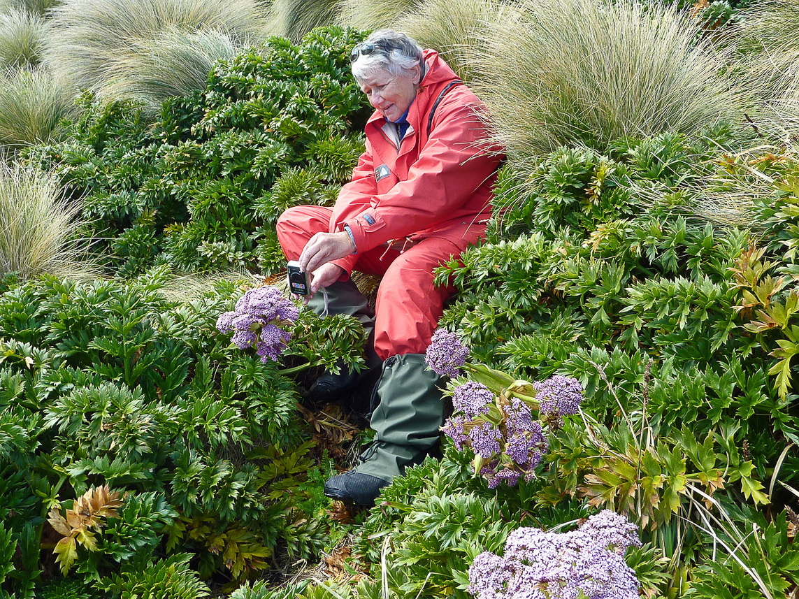 The megaherb Campbell Island Carrot, Anisotome latifolia