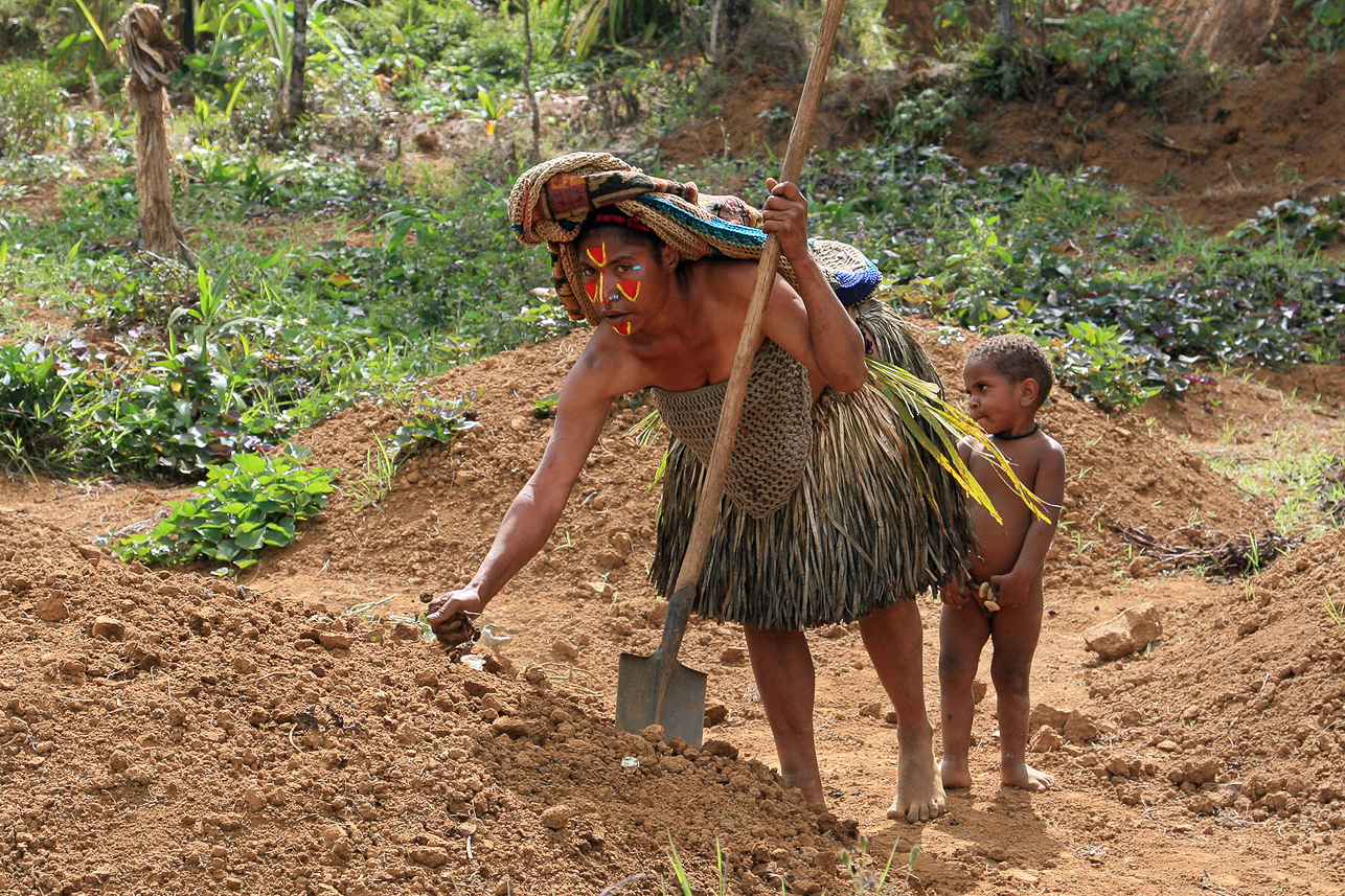 Planting sweet potatoes