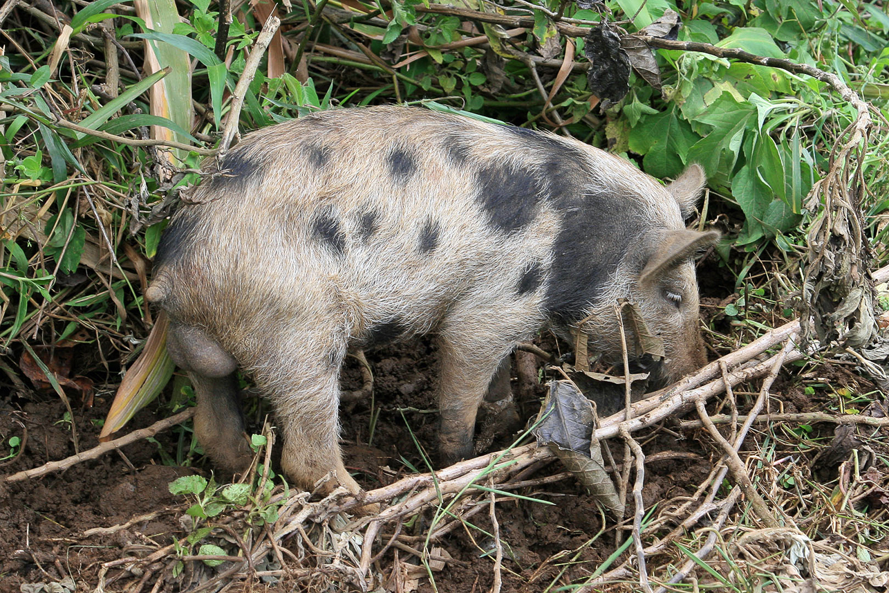 Pig, tied with a rope so he also could get shadow