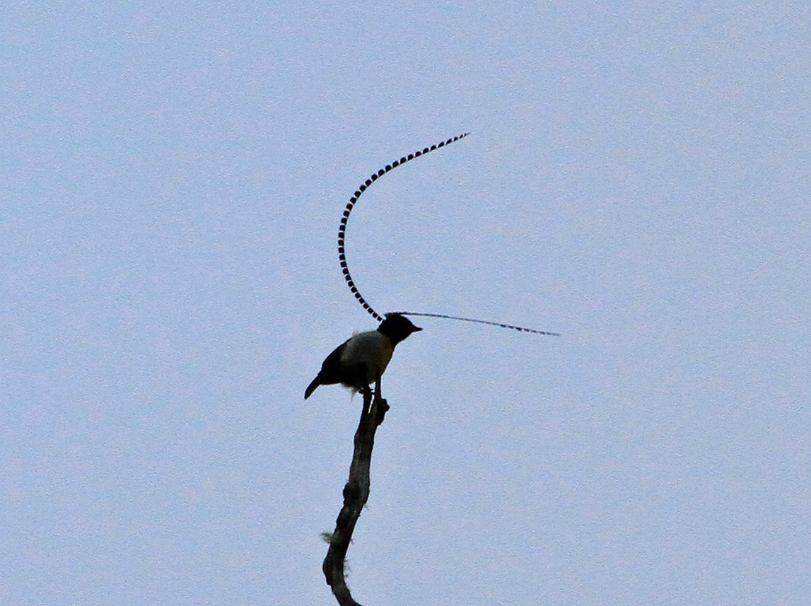 King of Saxony bird of paradise