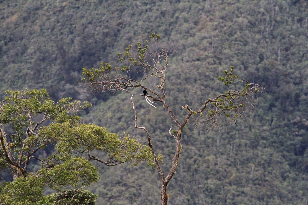 Ribbon-tailed bird of paradise (very far away, it was difficult to come close to them)