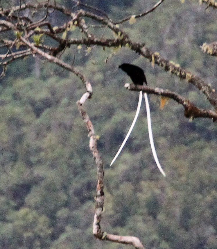 Ribbon-tailed bird of paradise