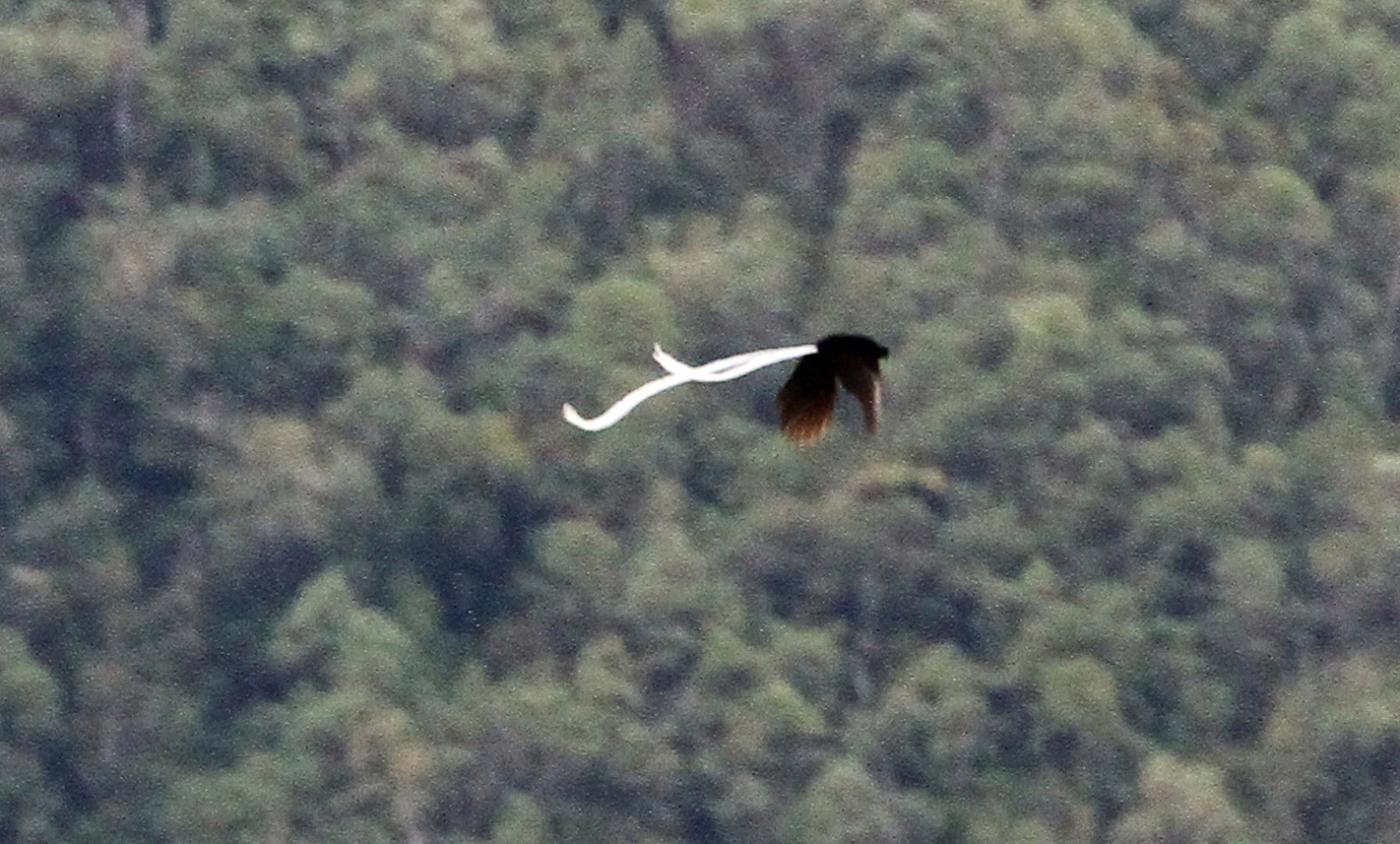 Ribbon-tailed bird of paradise