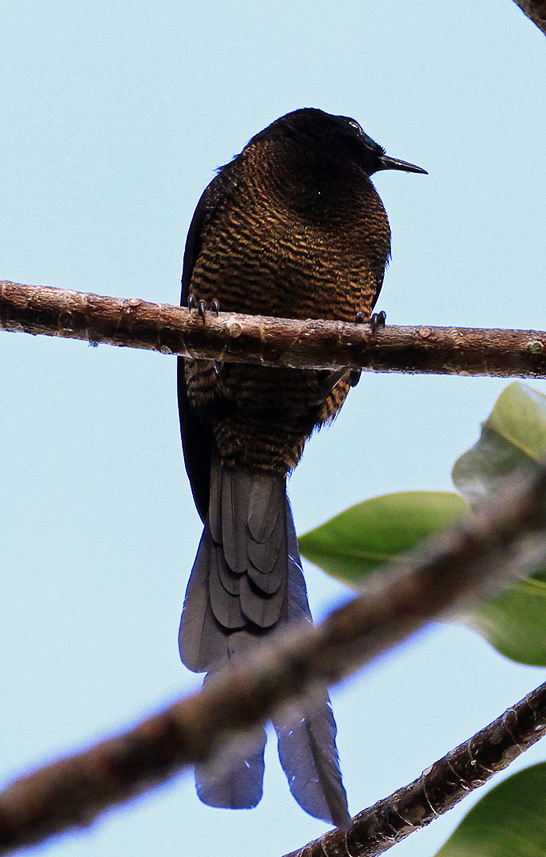 Princess Stephanie's paradise bird