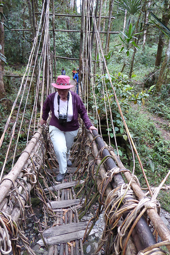 Bridge in the rain forest