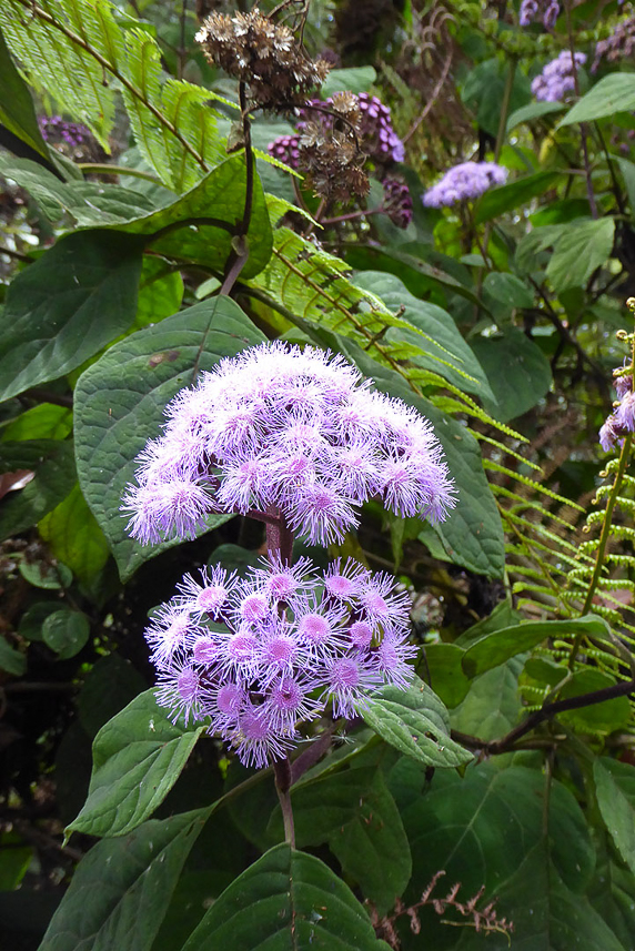 Common flower in the rainforest