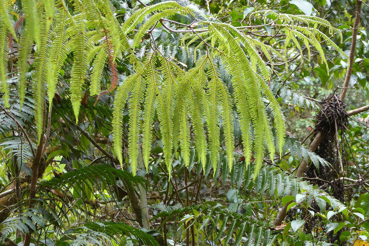 Ferns in rainforest