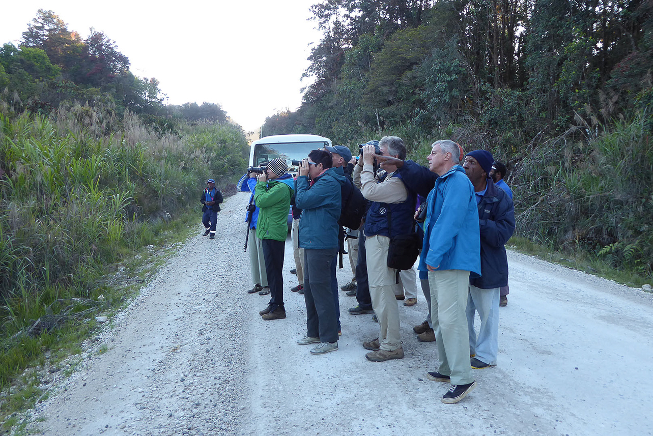 Watching birds from the road