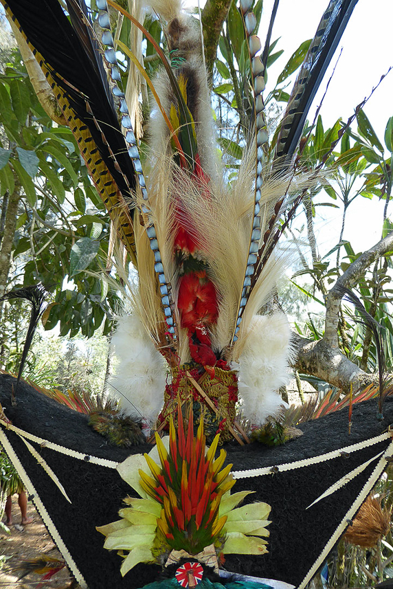 Feathers from many type of birds, mostly paradise birds