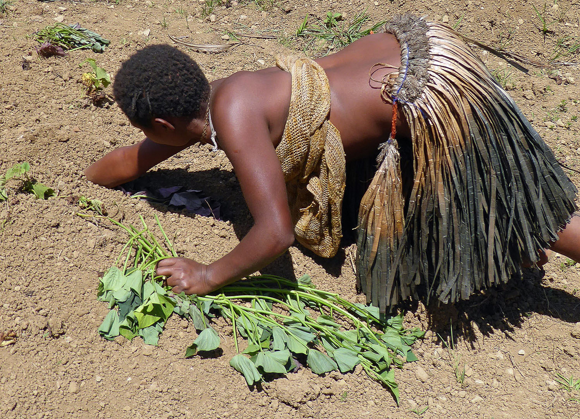 Planting sweet potatoes in the dry soil