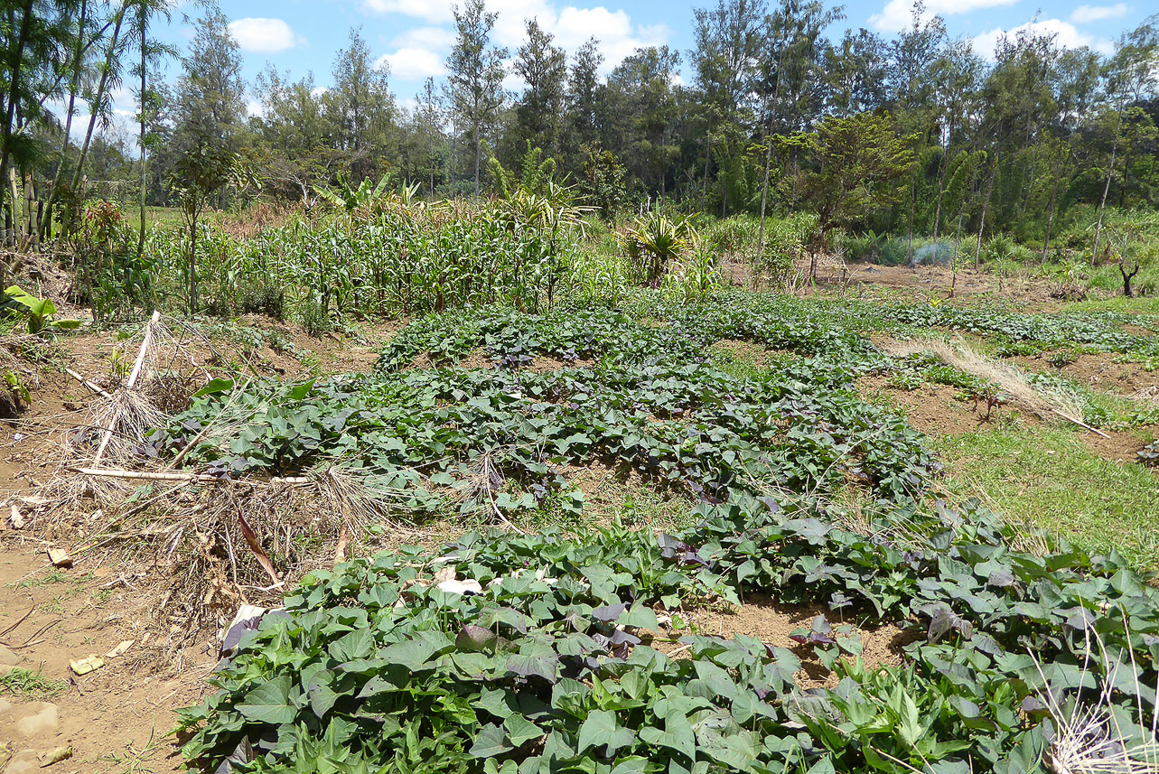 Sweet potatoes and corn