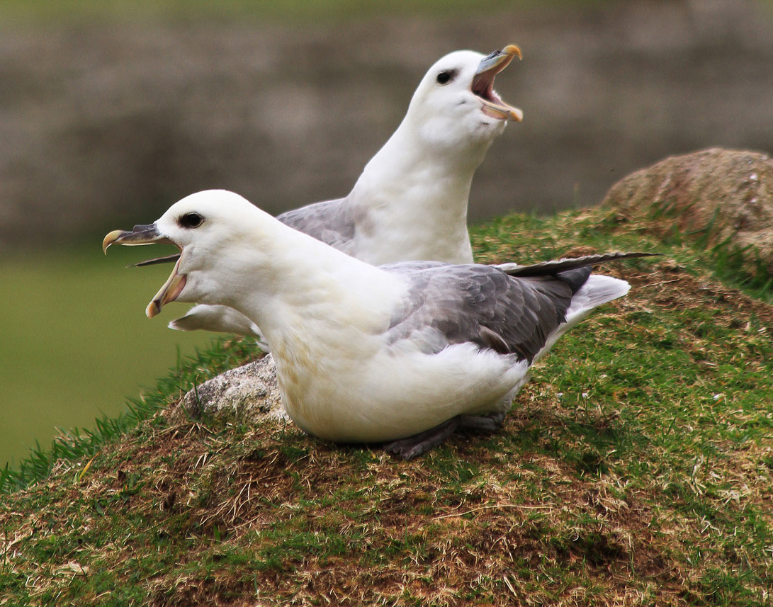 Fulmars in action