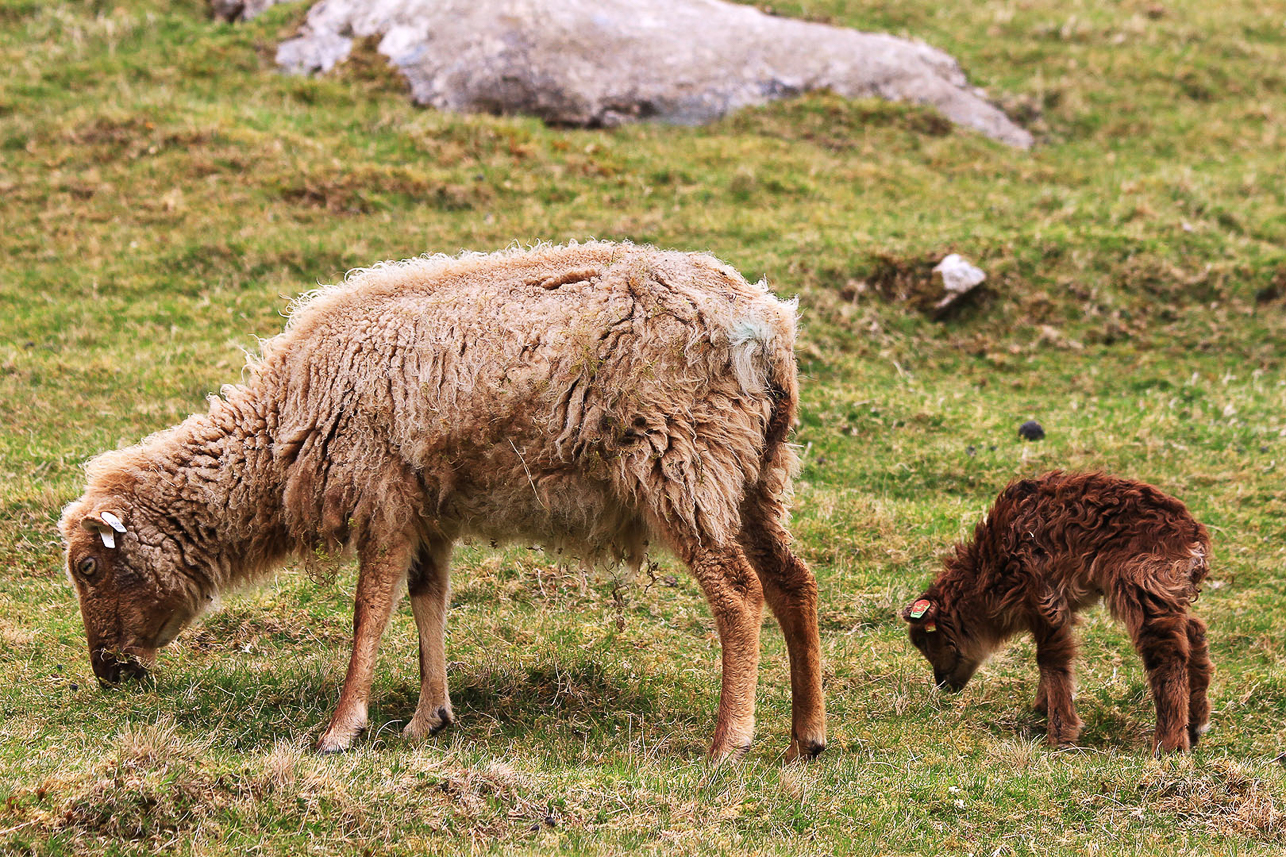 Soay sheep and lamb, one of the most primitive forms of domestic sheep in the world