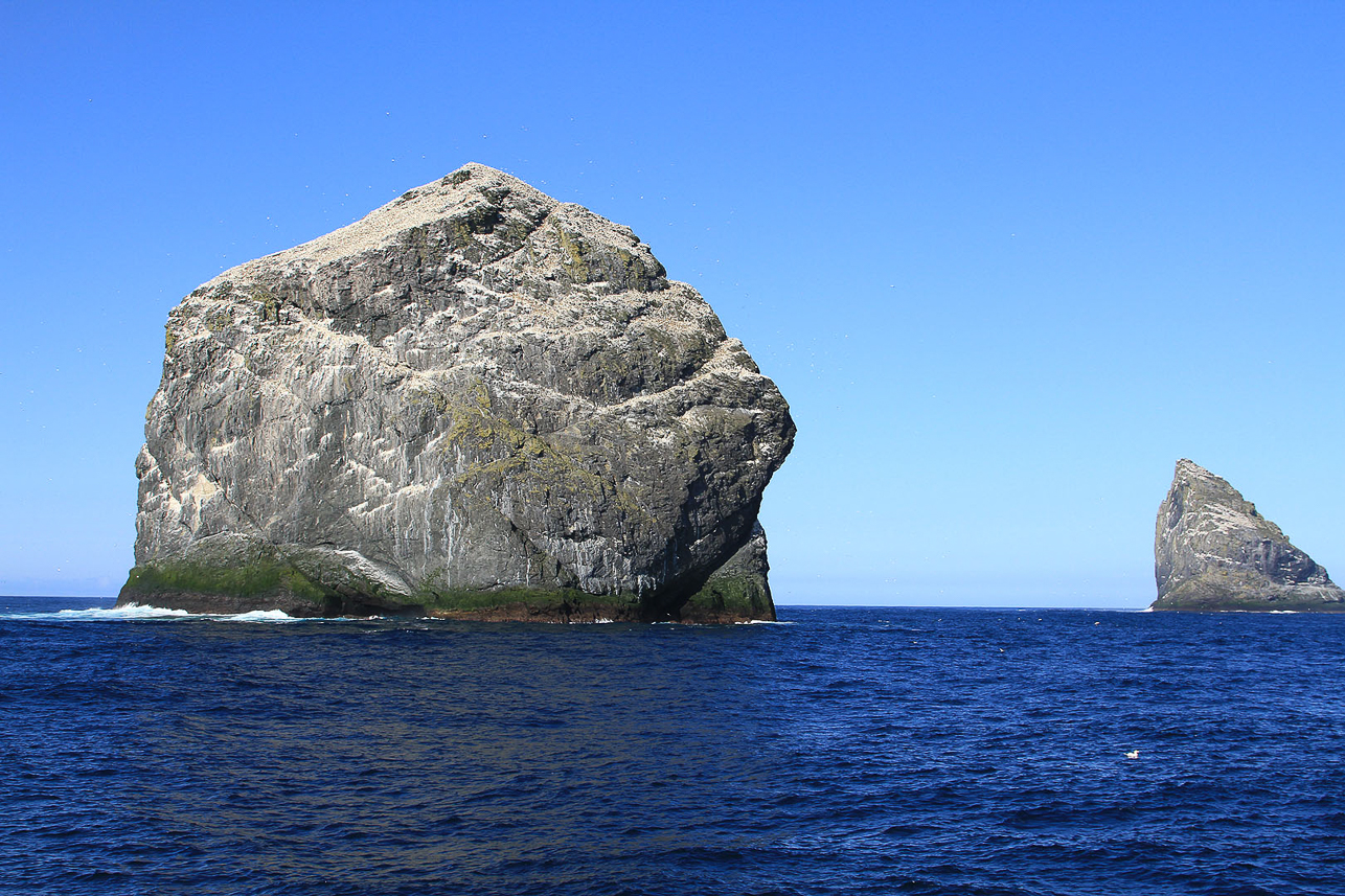 The top of Stac Lee is covered with the world largest colony of gannets