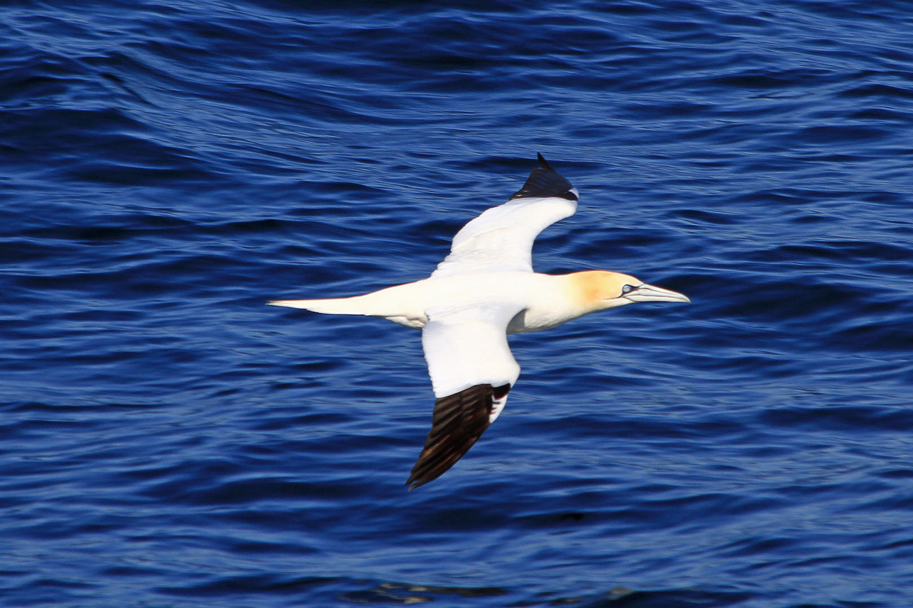 Northern Gannet