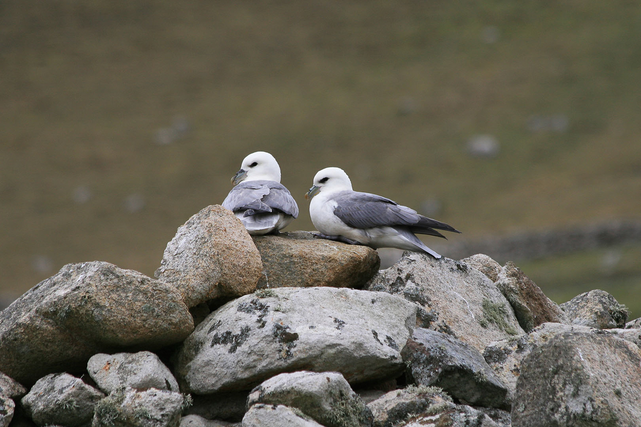 Fulmars on top of the stone houses