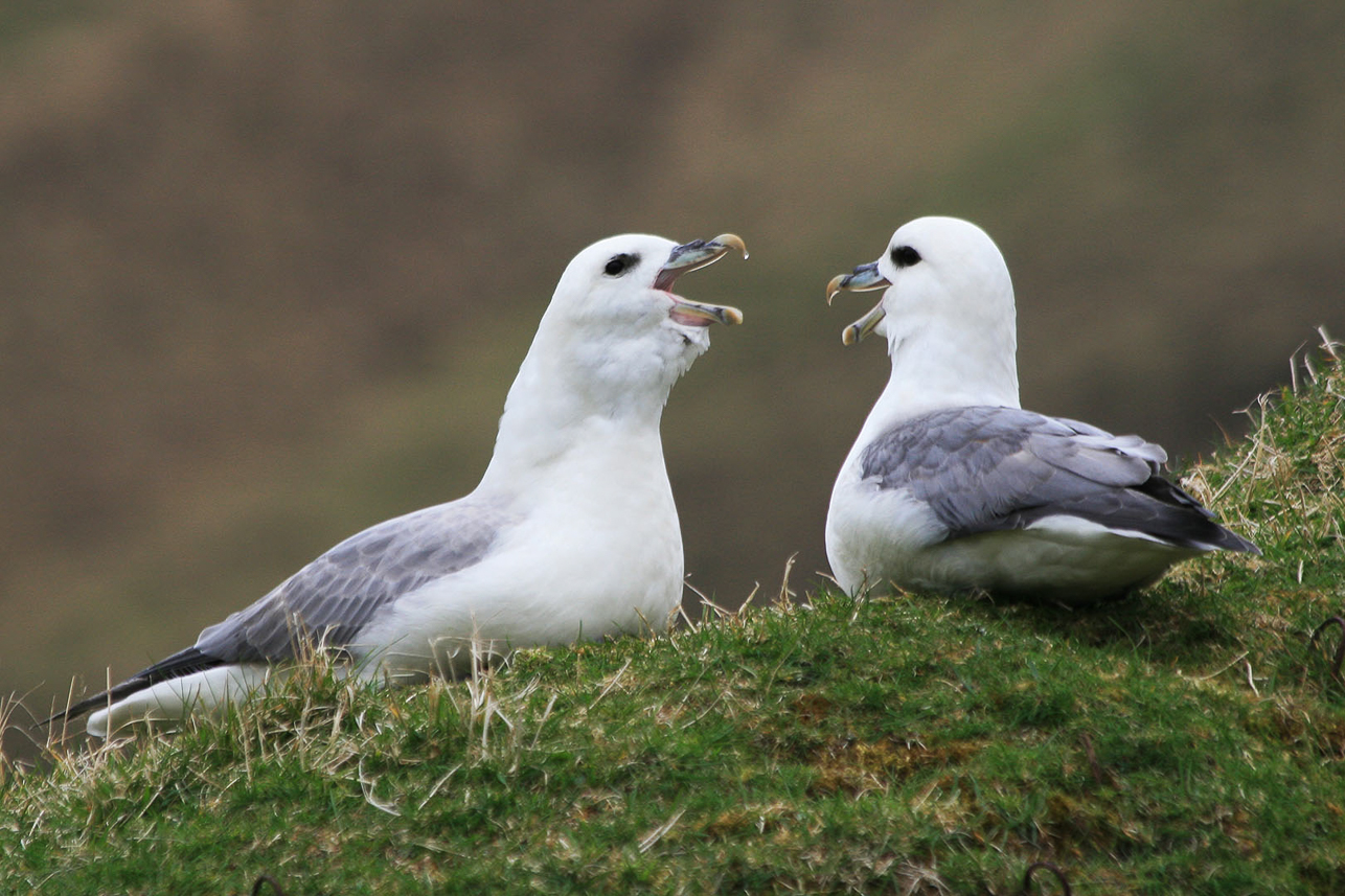 Fulmars in action