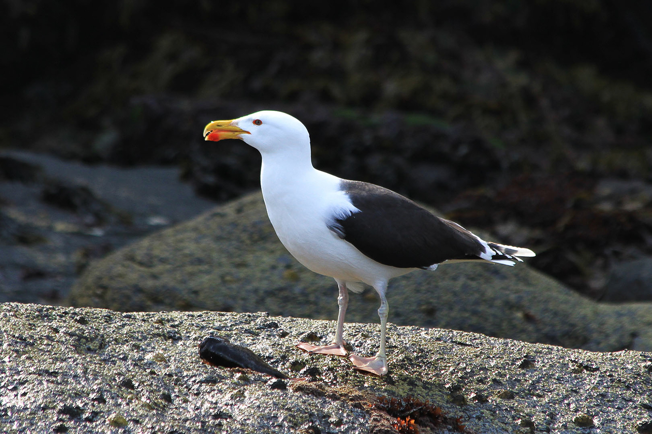 Lesser black-backed gull