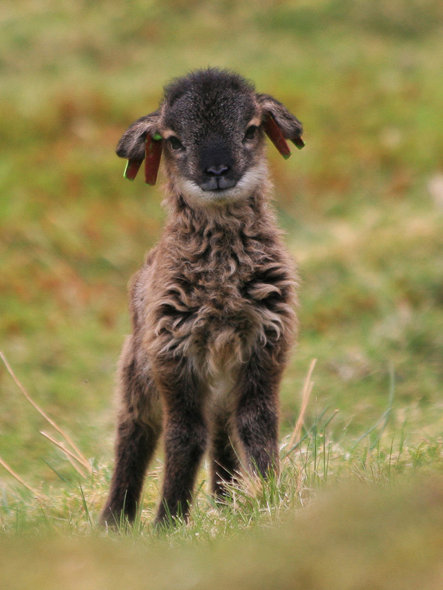 Young lamb