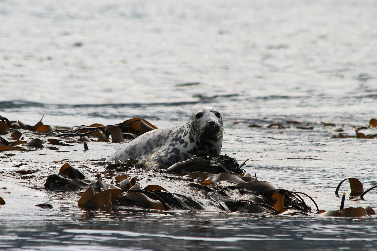 Grey seal